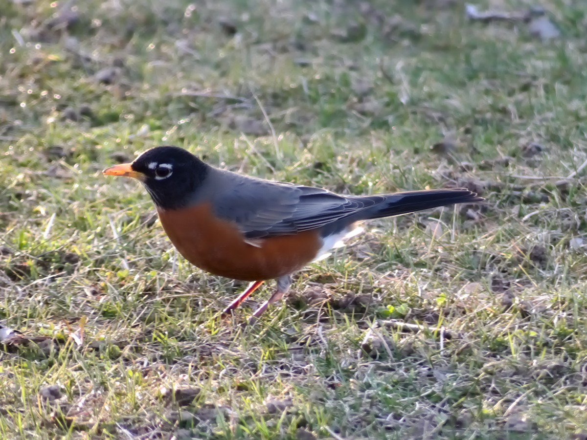 American Robin - ML616390590