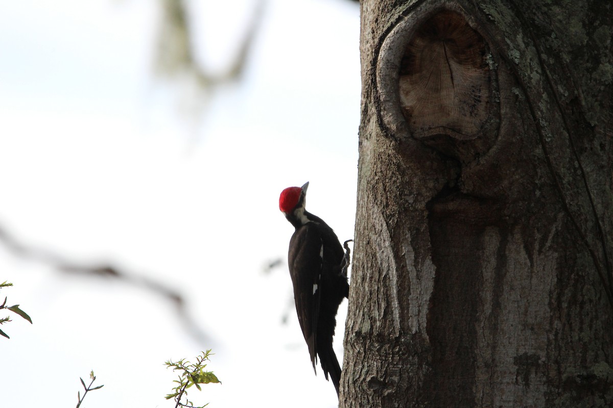 Pileated Woodpecker - ML616390592