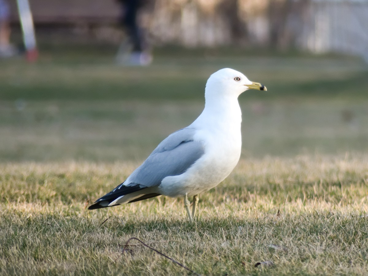 Ring-billed Gull - Laurel Robinson