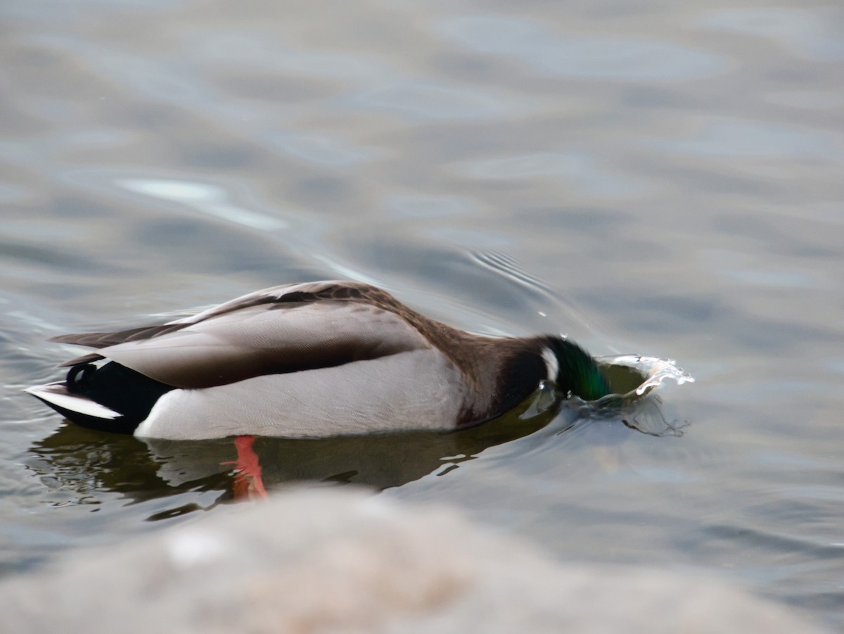 Mallard - Laurel Robinson