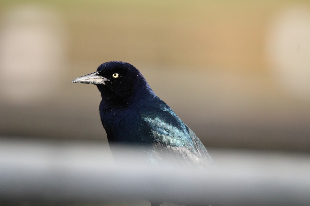 Boat-tailed Grackle - ML616390652
