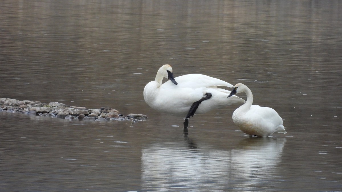 Cygne siffleur - ML616390692