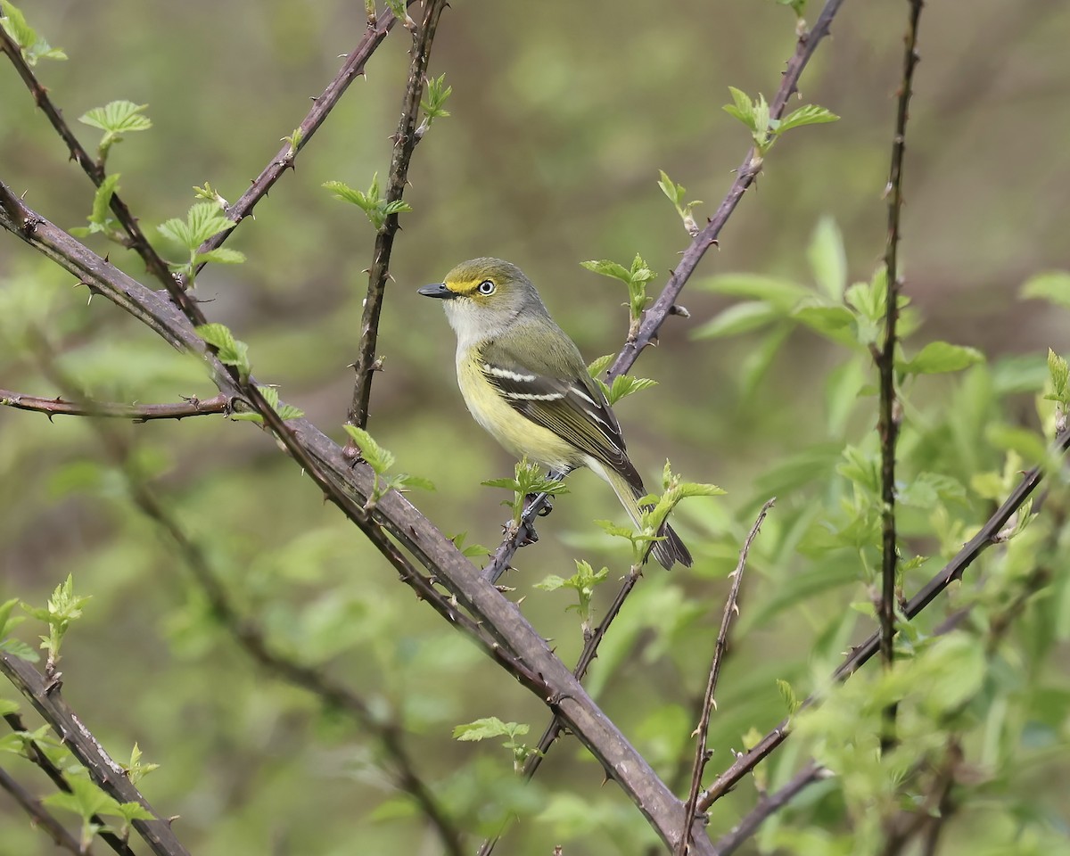 White-eyed Vireo - ML616390724