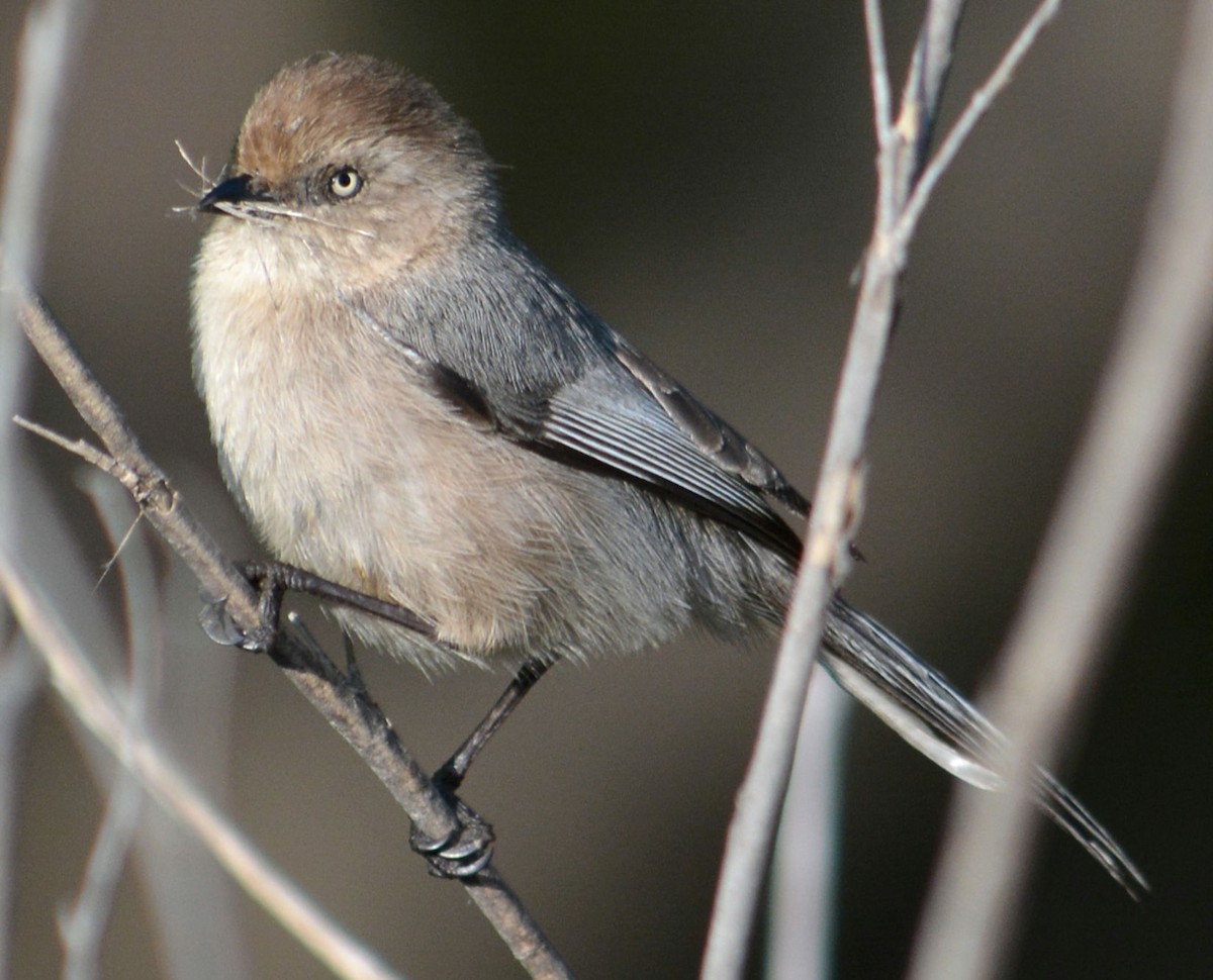 Bushtit - ML616390731