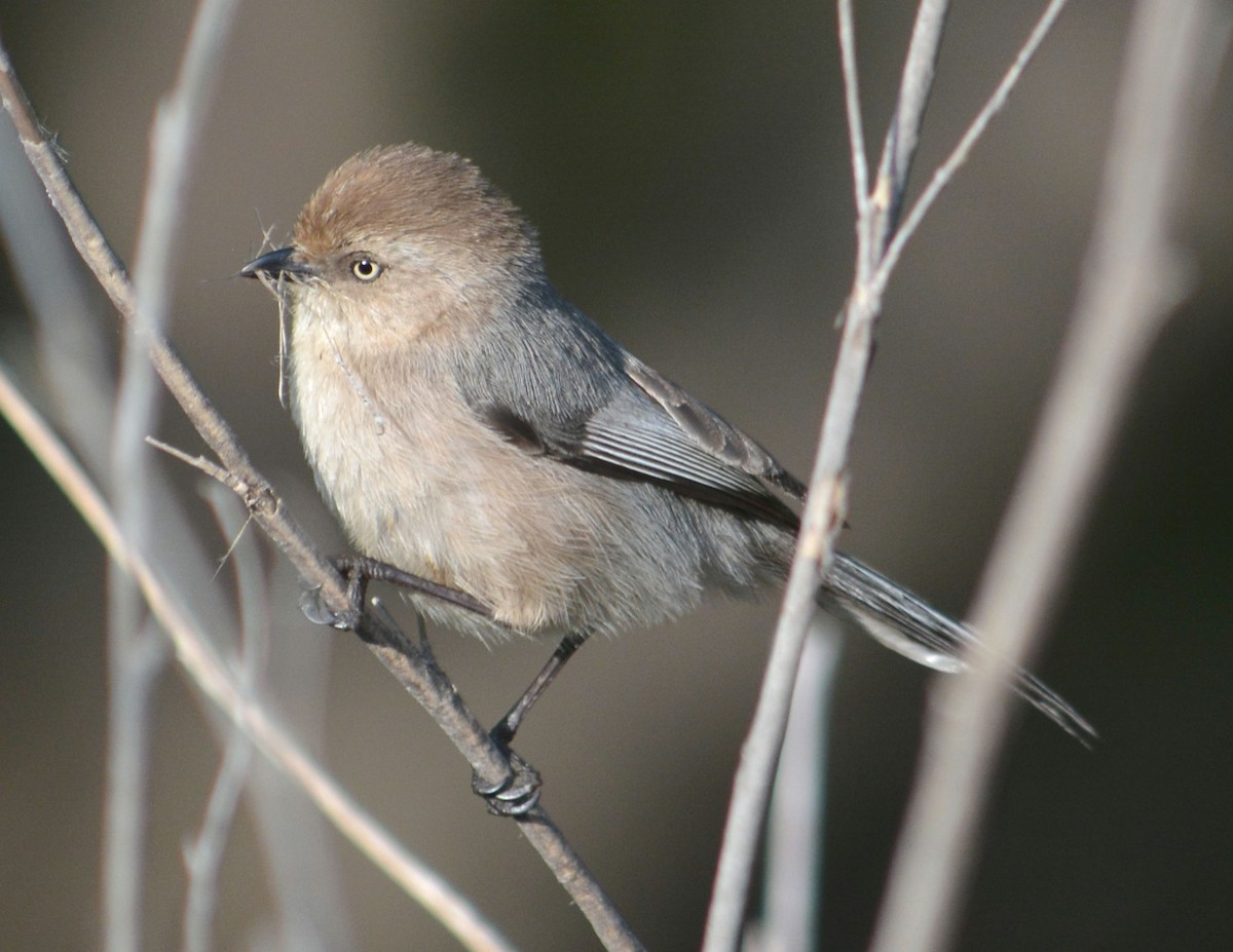 Bushtit - ML616390737