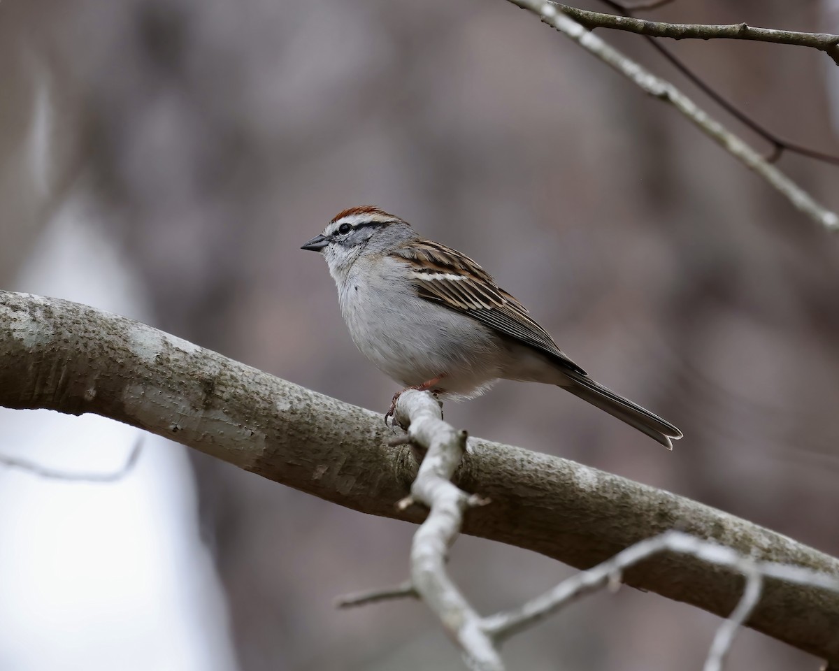 Chipping Sparrow - ML616390739