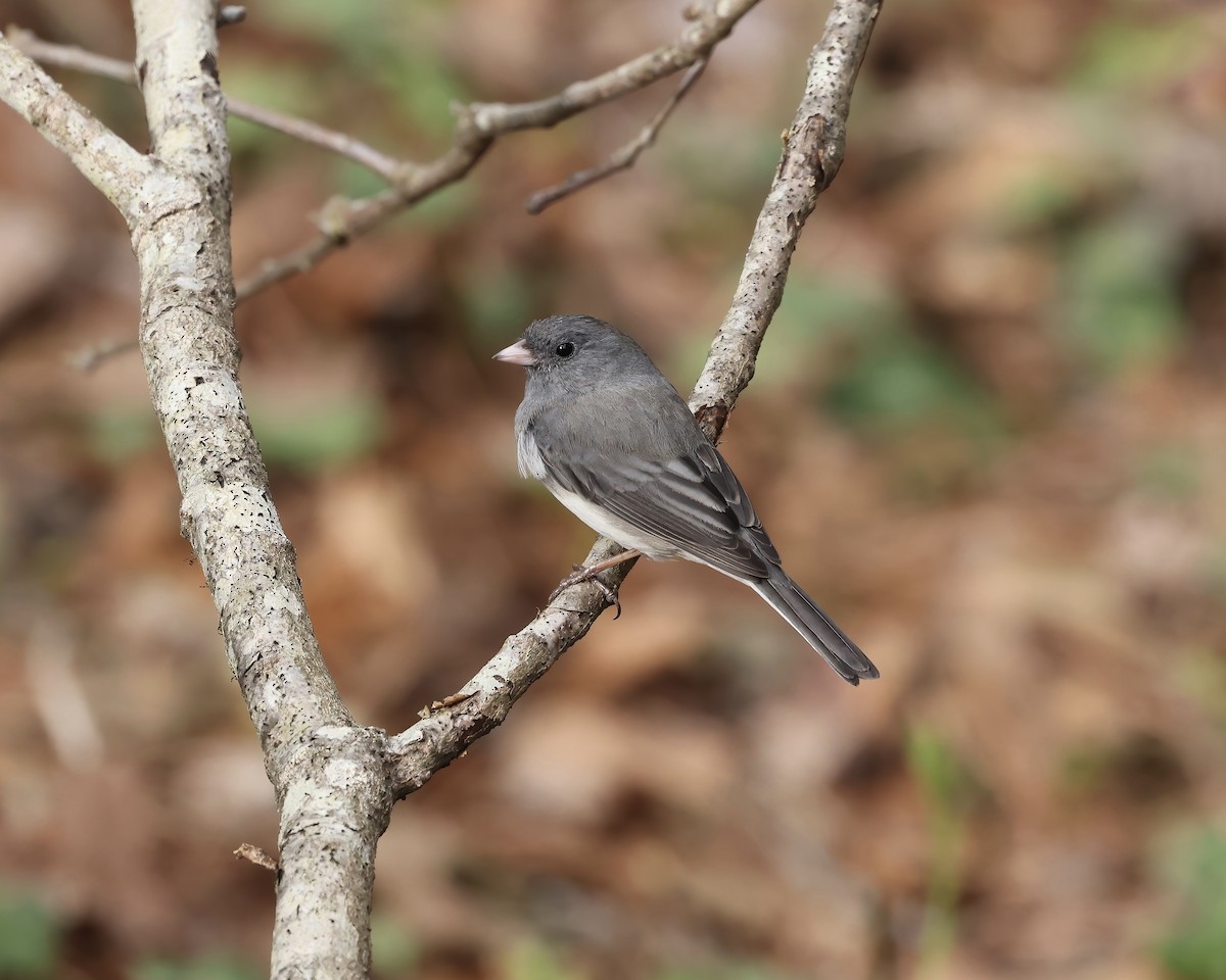 Dark-eyed Junco (Slate-colored) - ML616390741