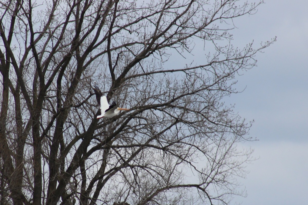 American White Pelican - ML616390749