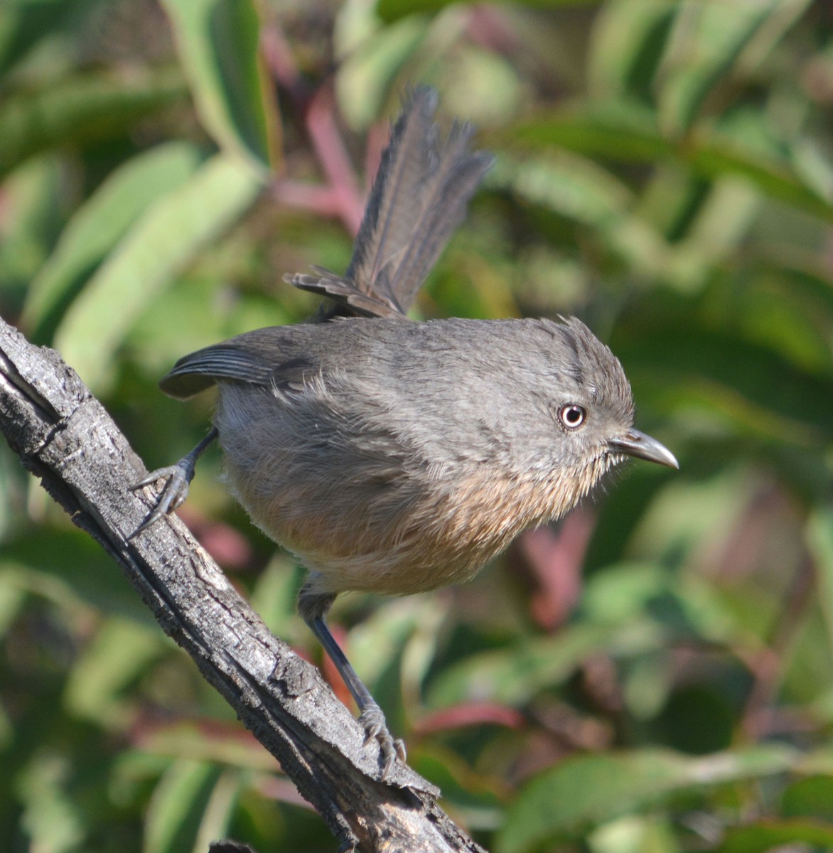 Wrentit - ML616390760