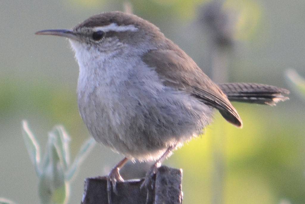 Bewick's Wren - ML616390777