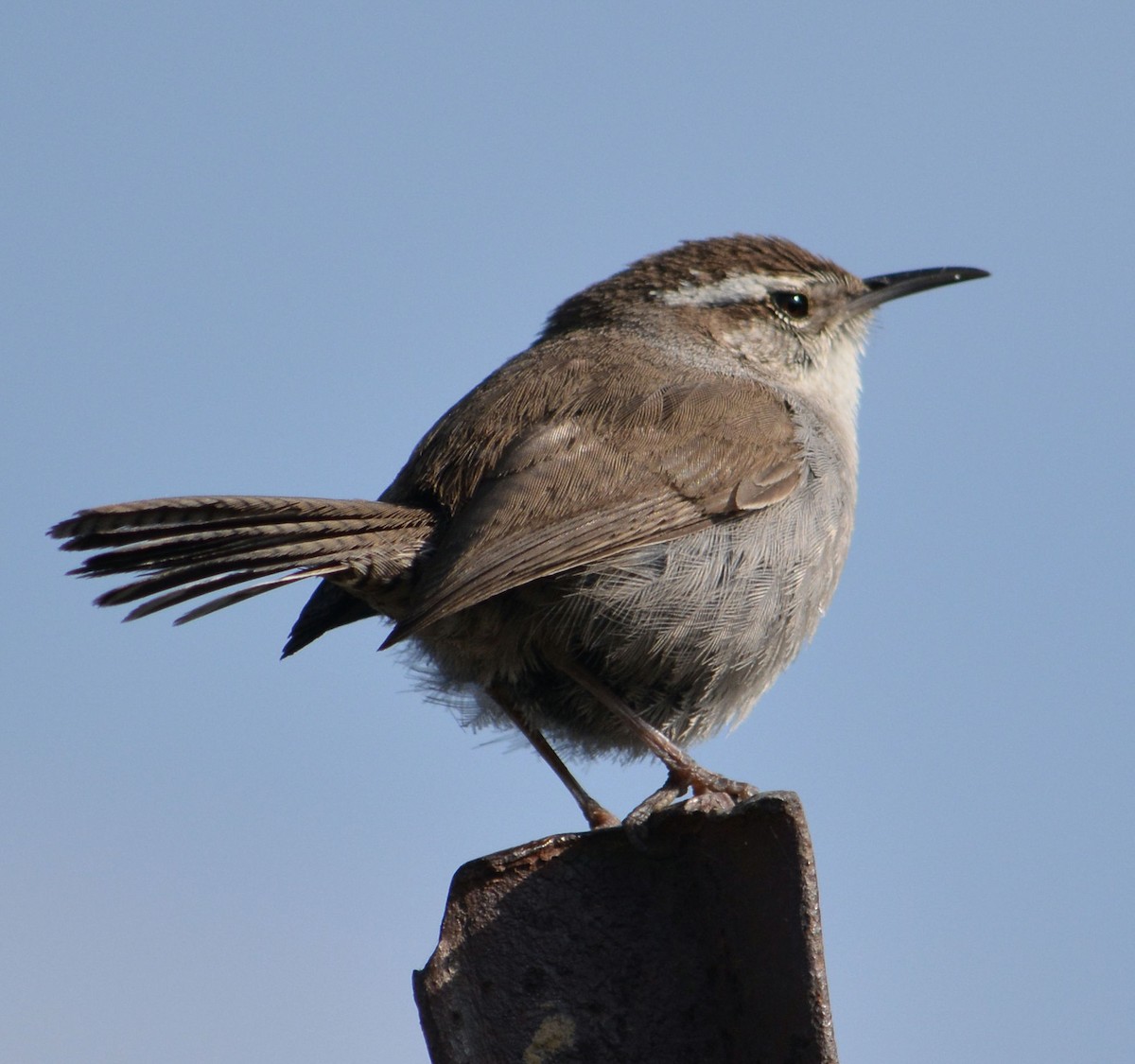 Bewick's Wren - ML616390779