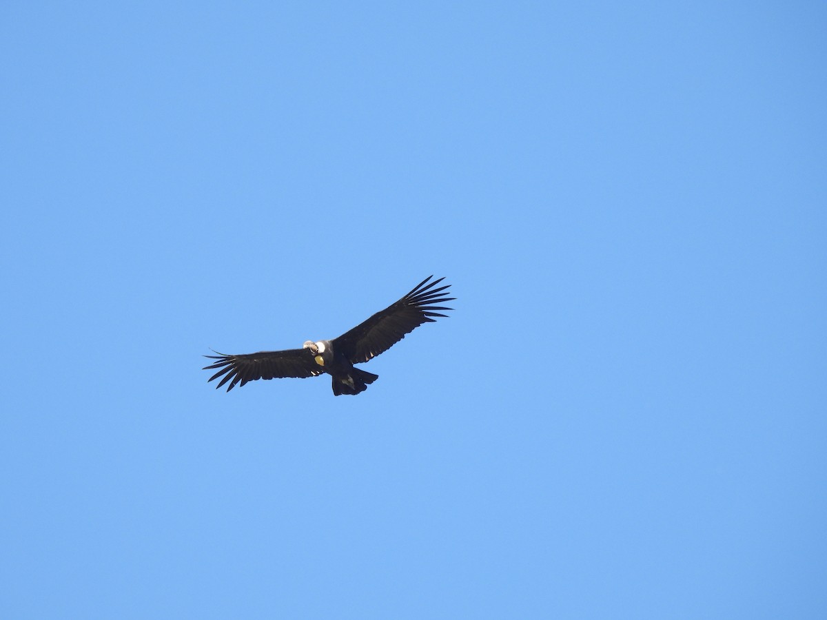 Andean Condor - ML616390801