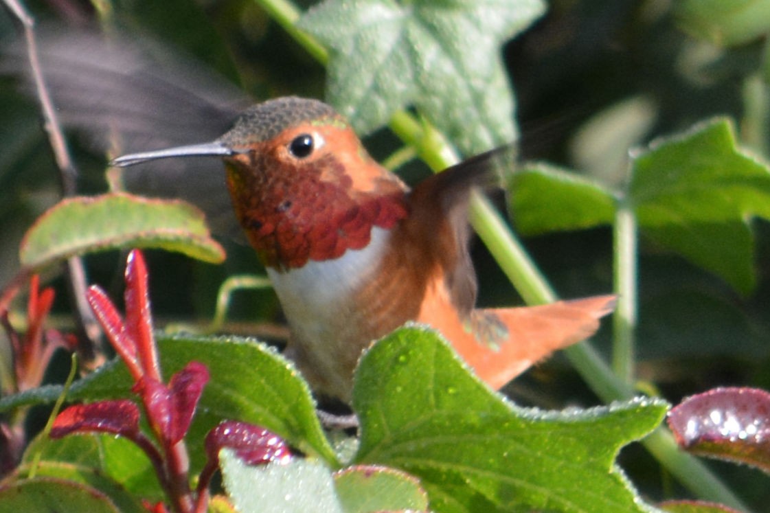 Allen's Hummingbird - ML616390805