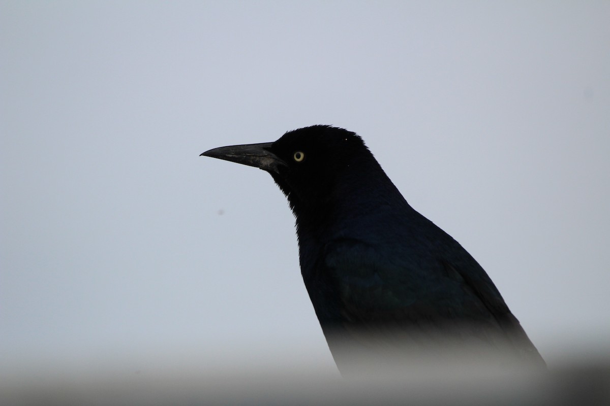 Boat-tailed Grackle - ML616390824