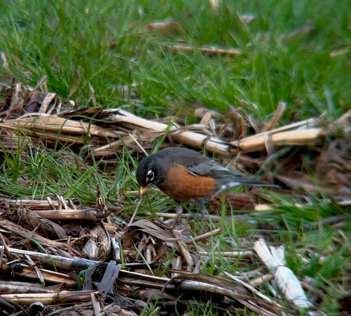 American Robin - ML616390841