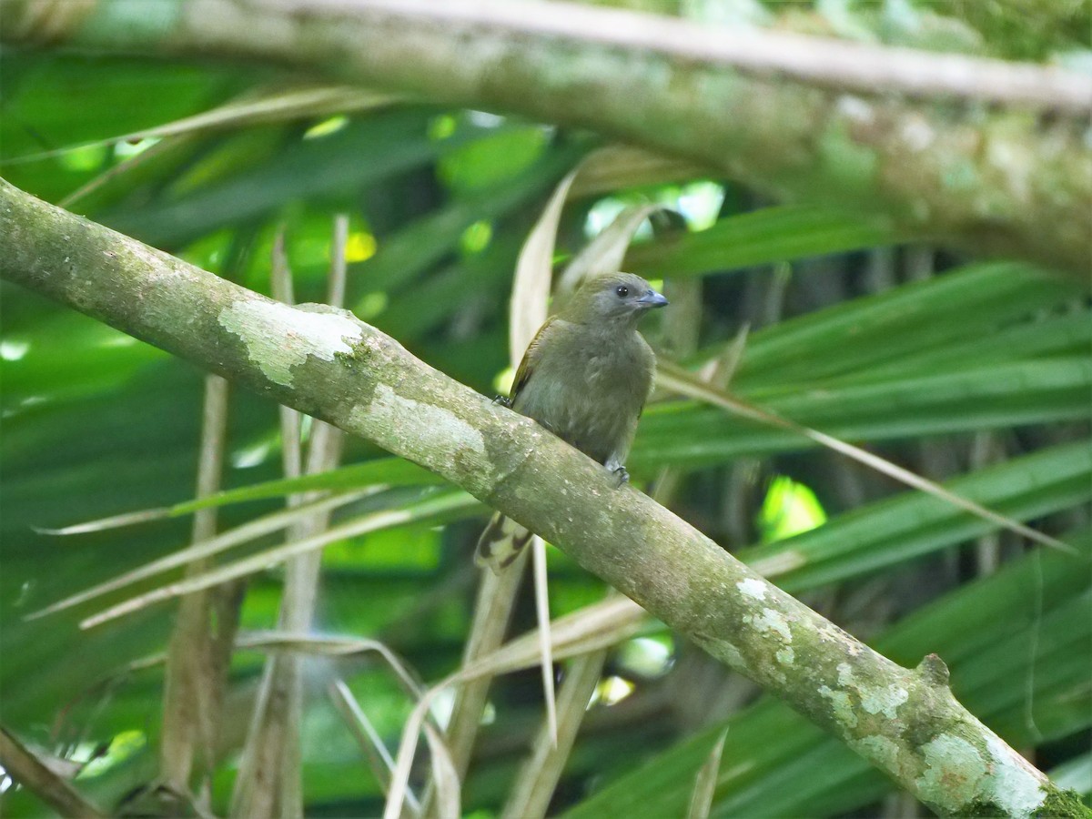 Lesser Honeyguide (Thick-billed) - ML616390847