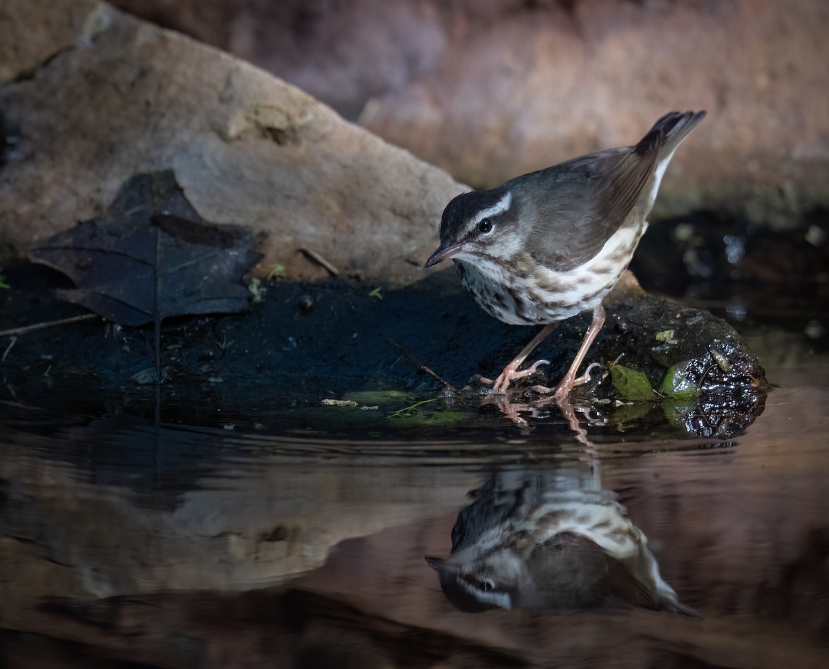 Louisiana Waterthrush - ML616390991