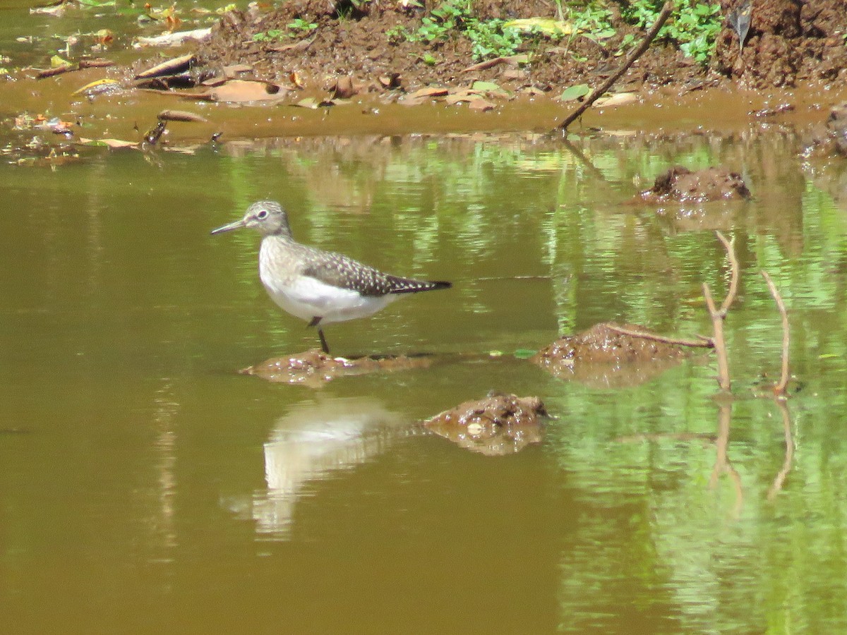 Solitary Sandpiper - ML616391002