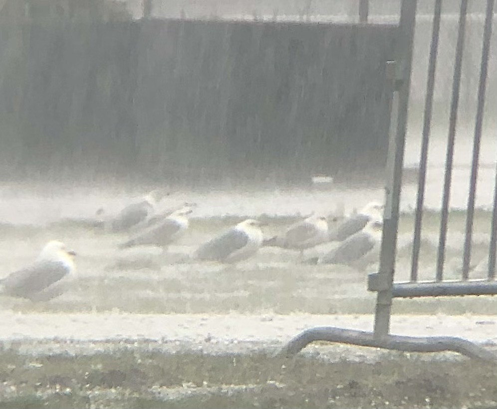 Ring-billed Gull - KZ F