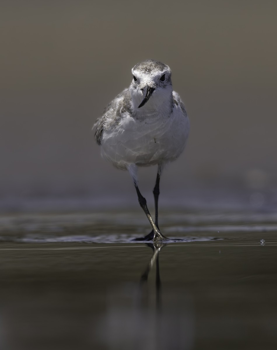 Wrybill - ML616391109