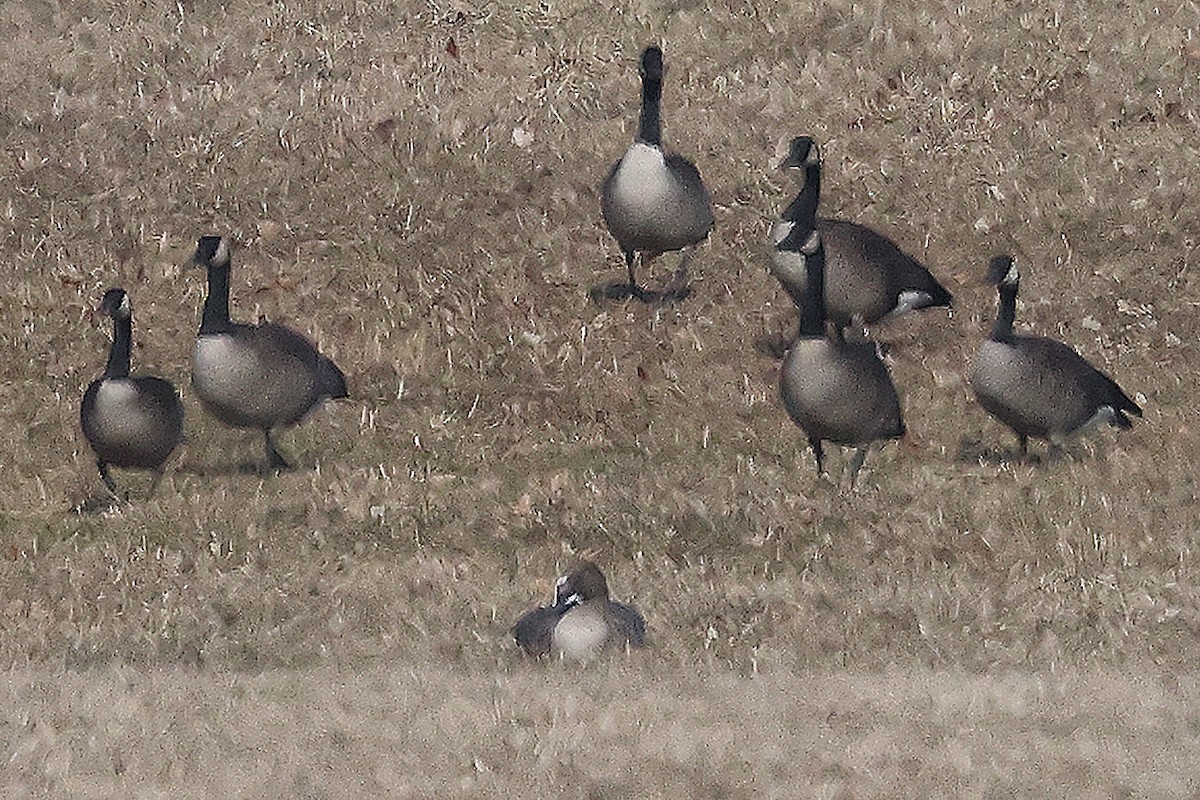 Pink-footed Goose - ML616391116