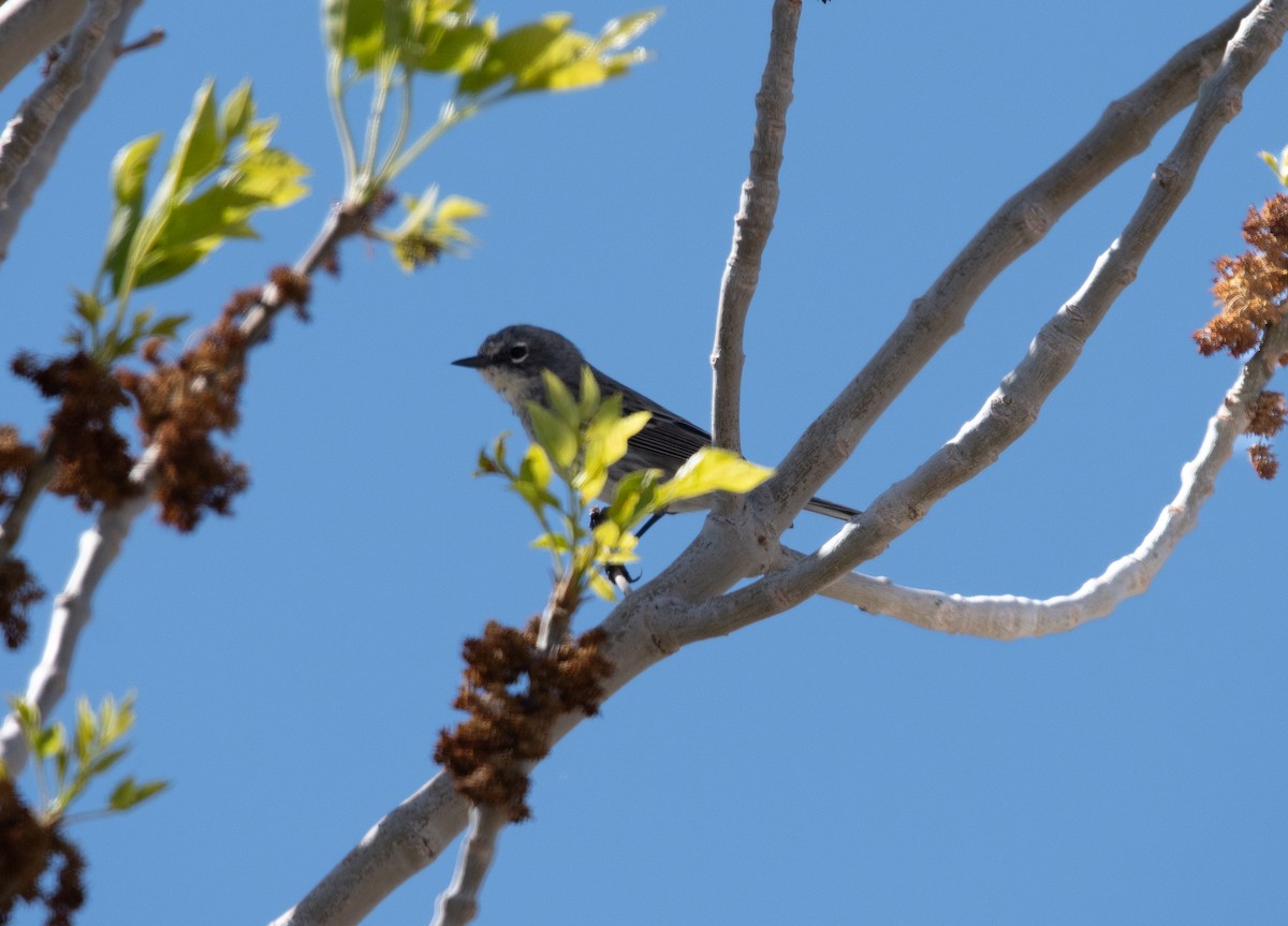 Yellow-rumped Warbler - ML616391136