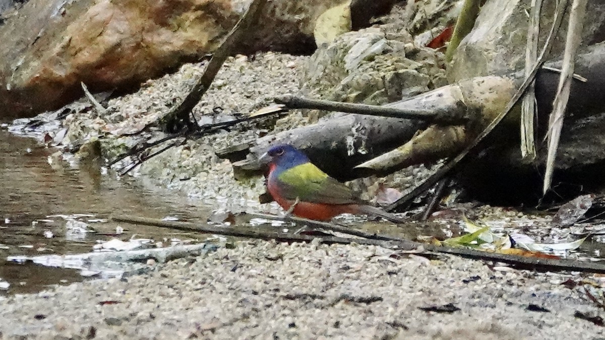 Painted Bunting - ML616391144