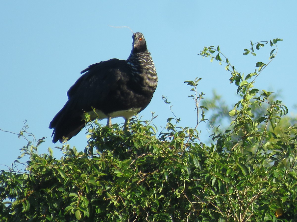 Horned Screamer - ML616391163