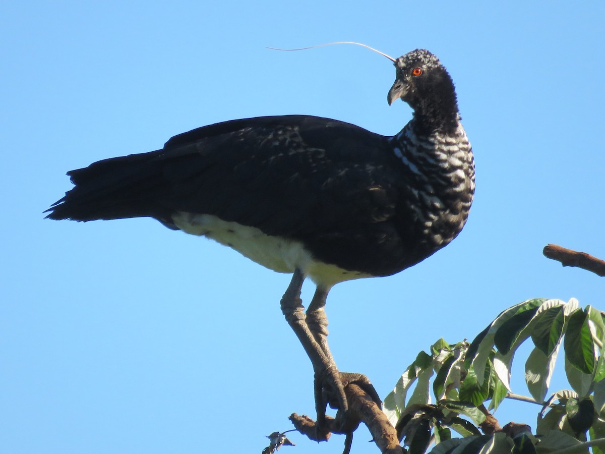 Horned Screamer - ML616391164