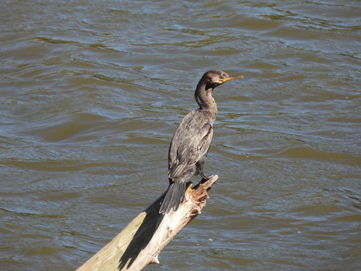 Neotropic Cormorant - Claudio Seelig