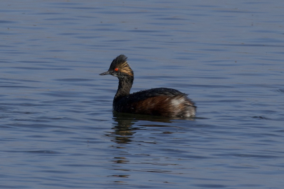 Eared Grebe - Nicole Desnoyers