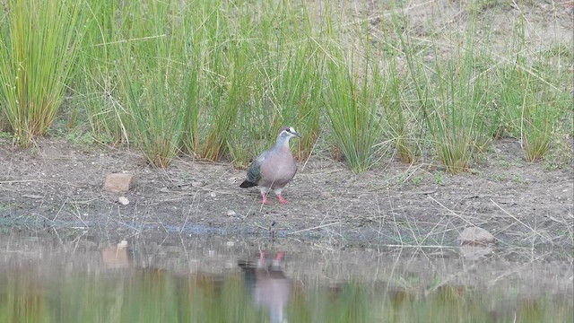 Common Bronzewing - ML616391202