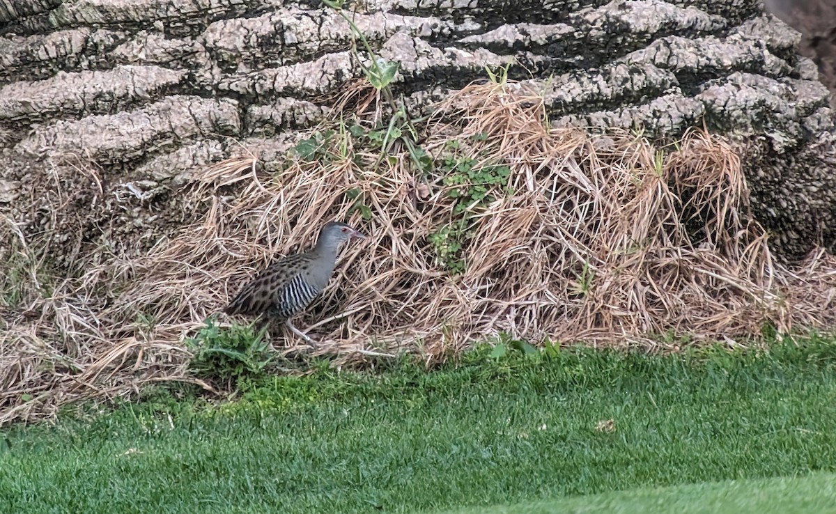 African Crake - Jose Arcadio Calvo Rubio