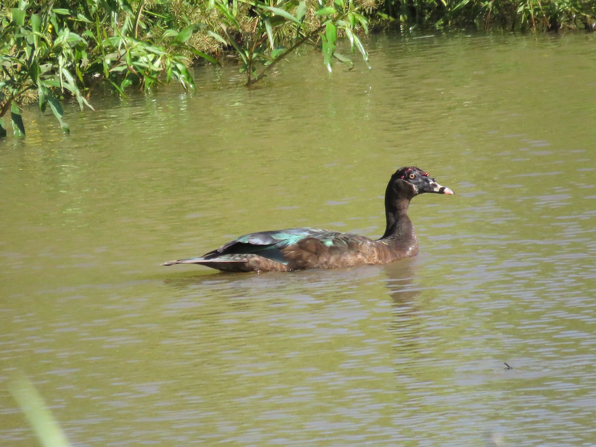 Muscovy Duck - ML616391282