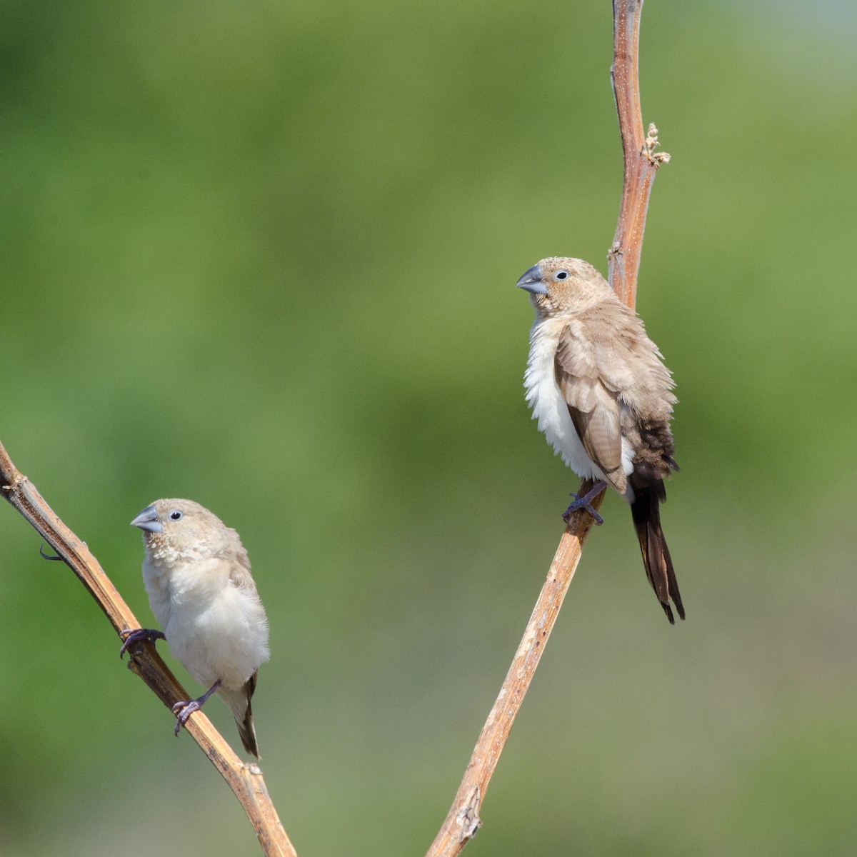 African Silverbill - Christian  Reynolds