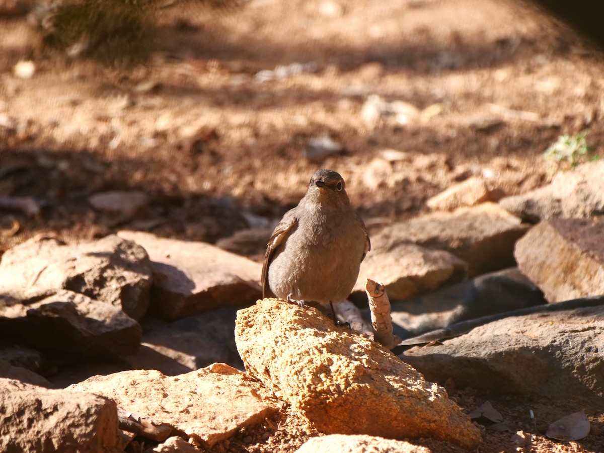 Townsend's Solitaire - ML616391348