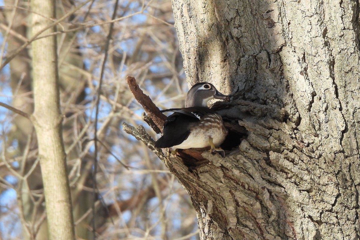 Wood Duck - ML616391382