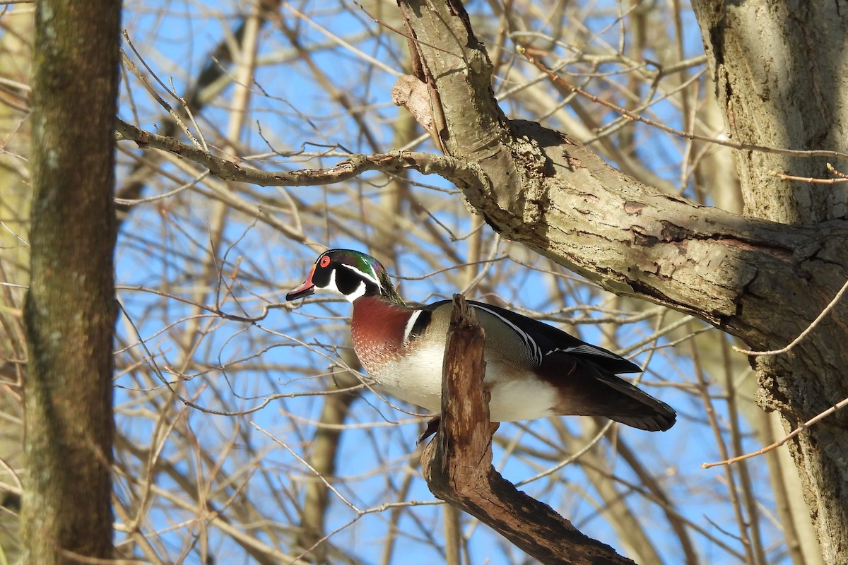 Wood Duck - ML616391383