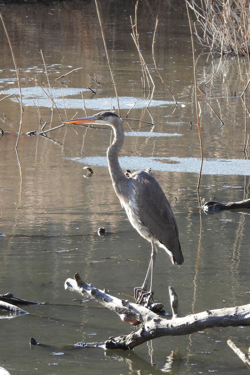 Great Blue Heron - ML616391401