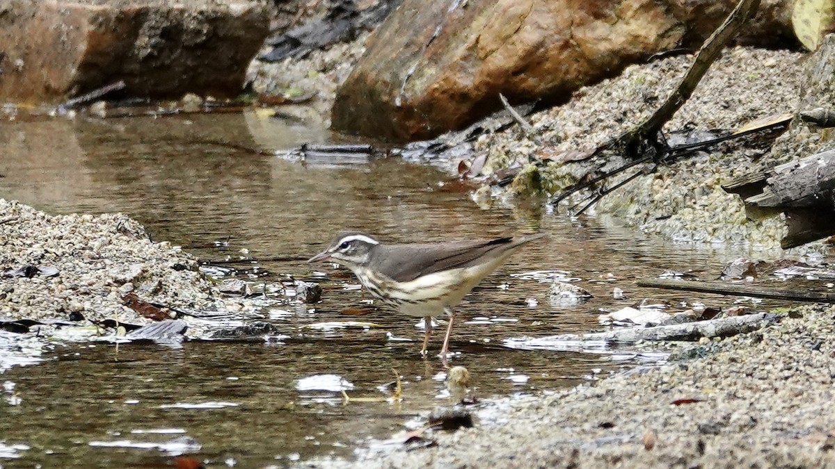 Louisiana Waterthrush - ML616391404