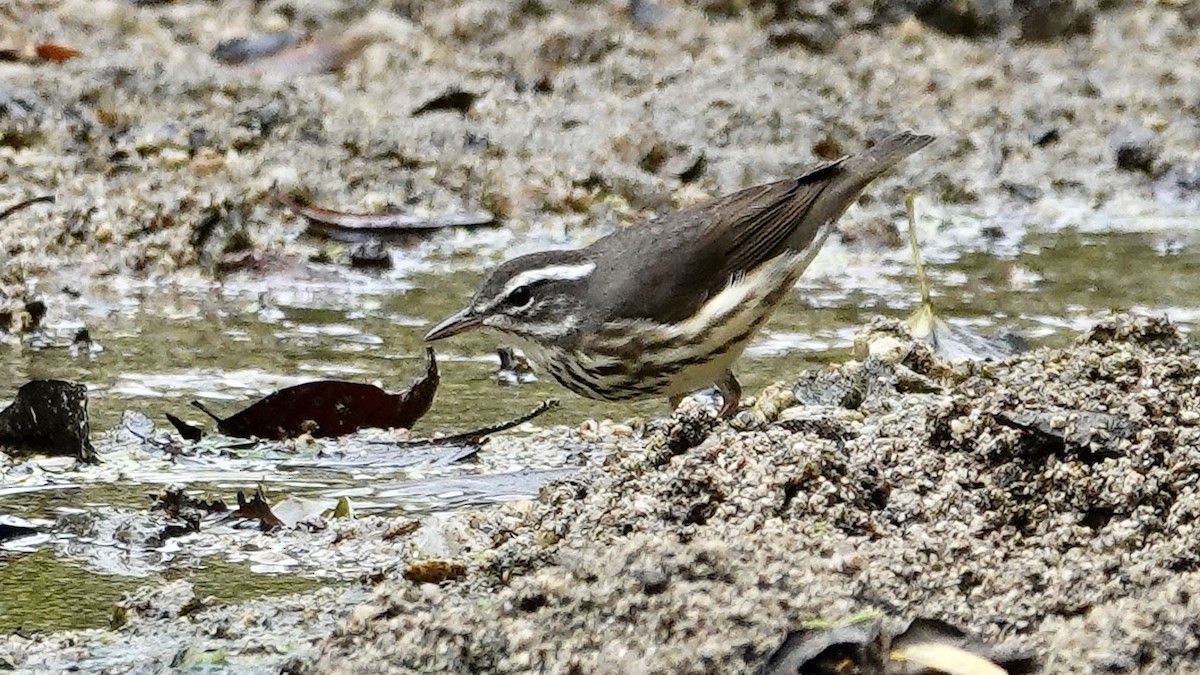 Louisiana Waterthrush - ML616391405