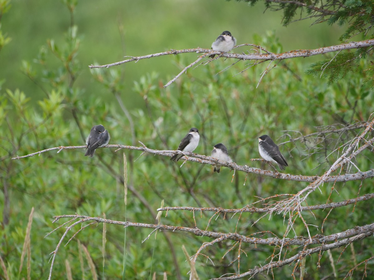 Tree Swallow - ML616391445