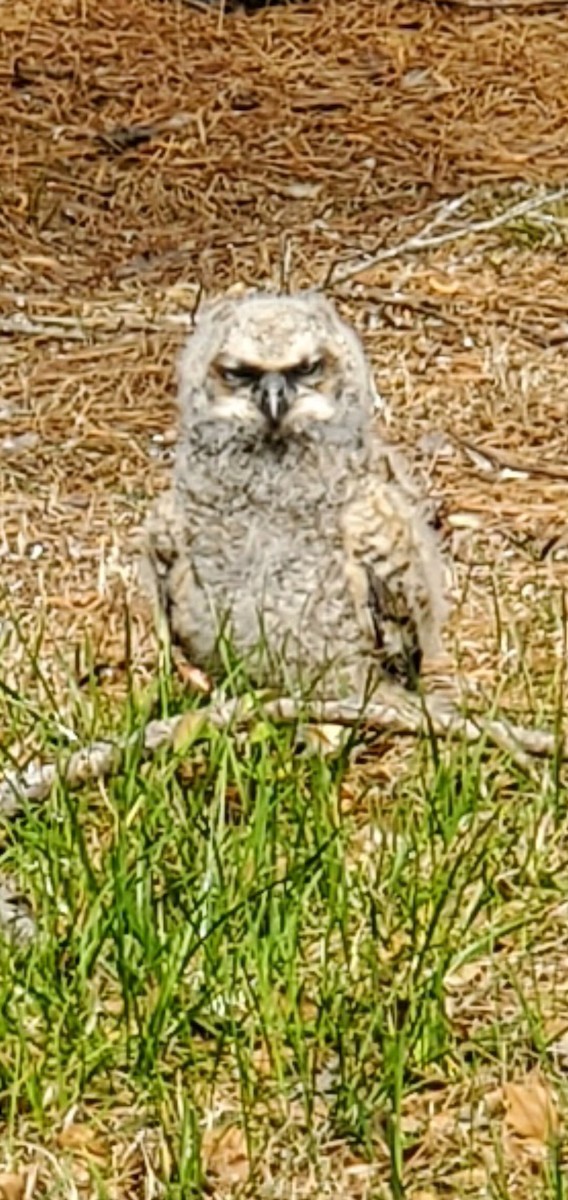 Great Horned Owl - ML616391461