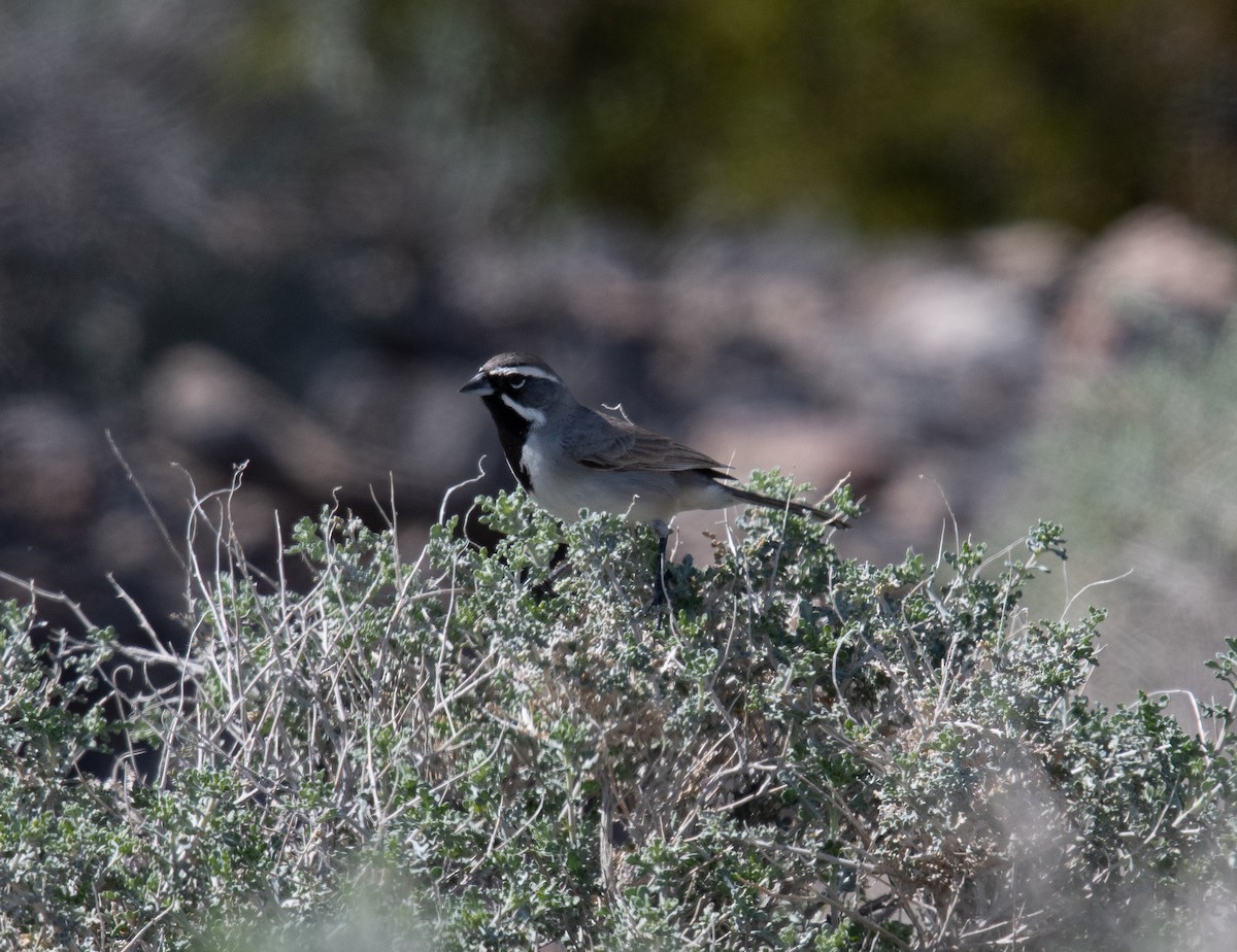 Black-throated Sparrow - ML616391526