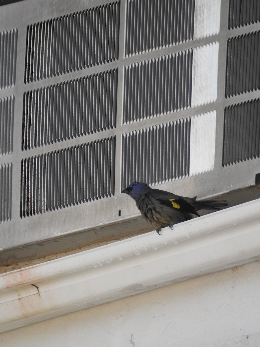 Yellow-winged Tanager - ML616391601
