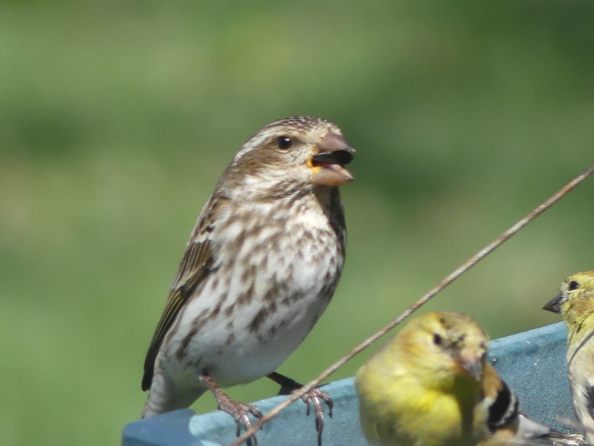 Purple Finch - ML616391617