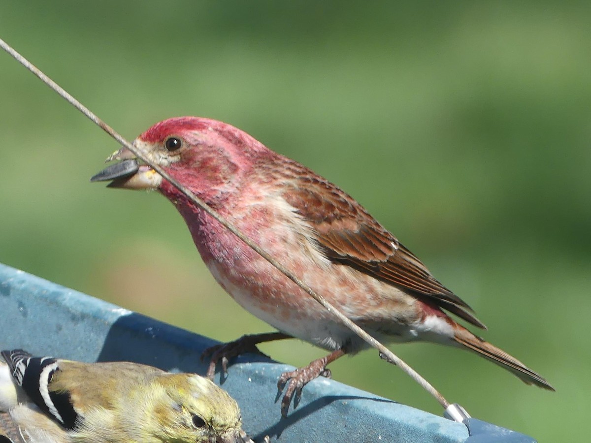 Purple Finch - Sandra Spence