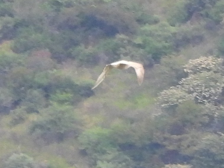 goéland sp. (Larus sp.) - ML616391620