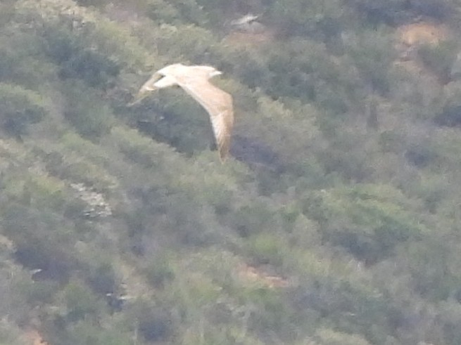 Gaviota (Larus) sp. - ML616391621