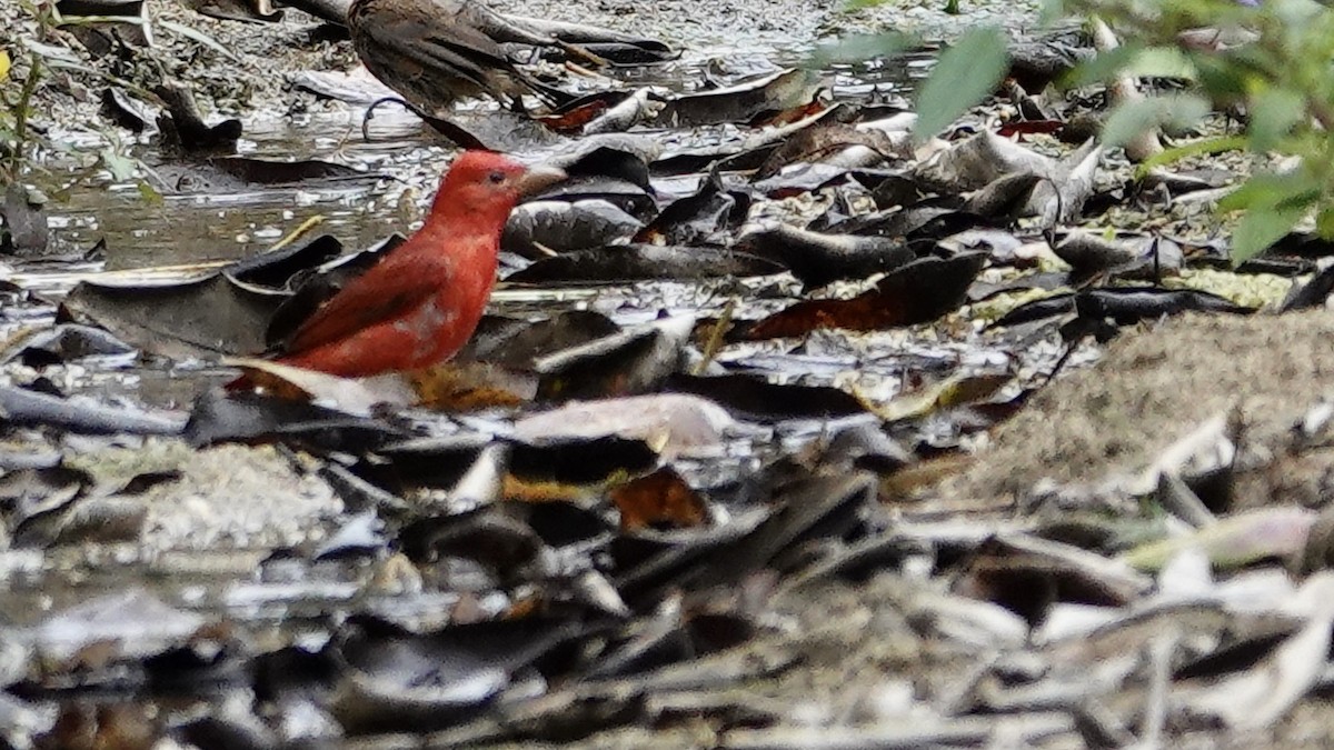 Summer Tanager - ML616391703